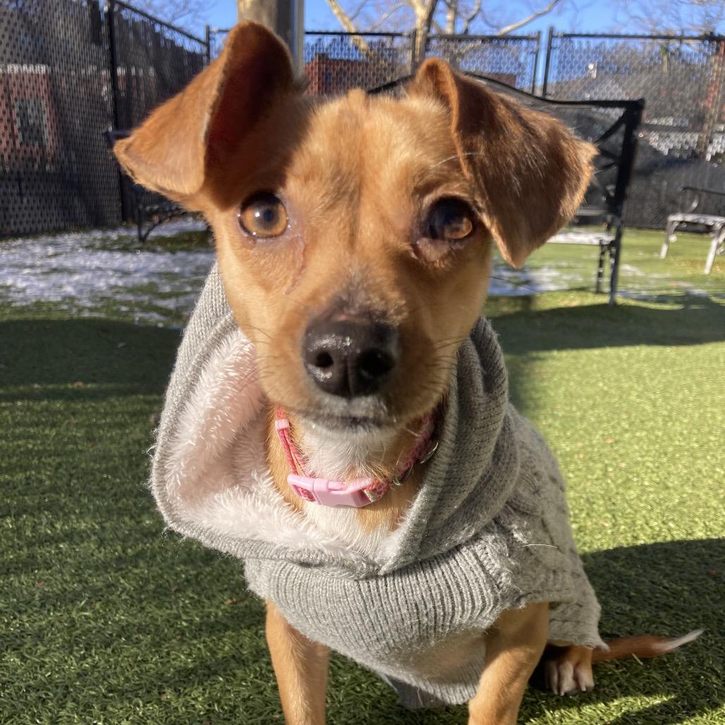 Enlarge Fortune Cookie, a Adoptable Chihuahua in Providence, RI image 2/6