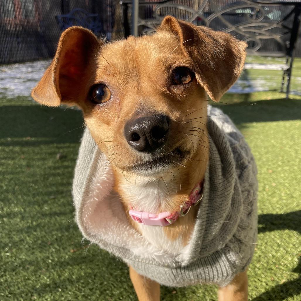 Enlarge Fortune Cookie, a Adoptable Chihuahua in Providence, RI image 3/6