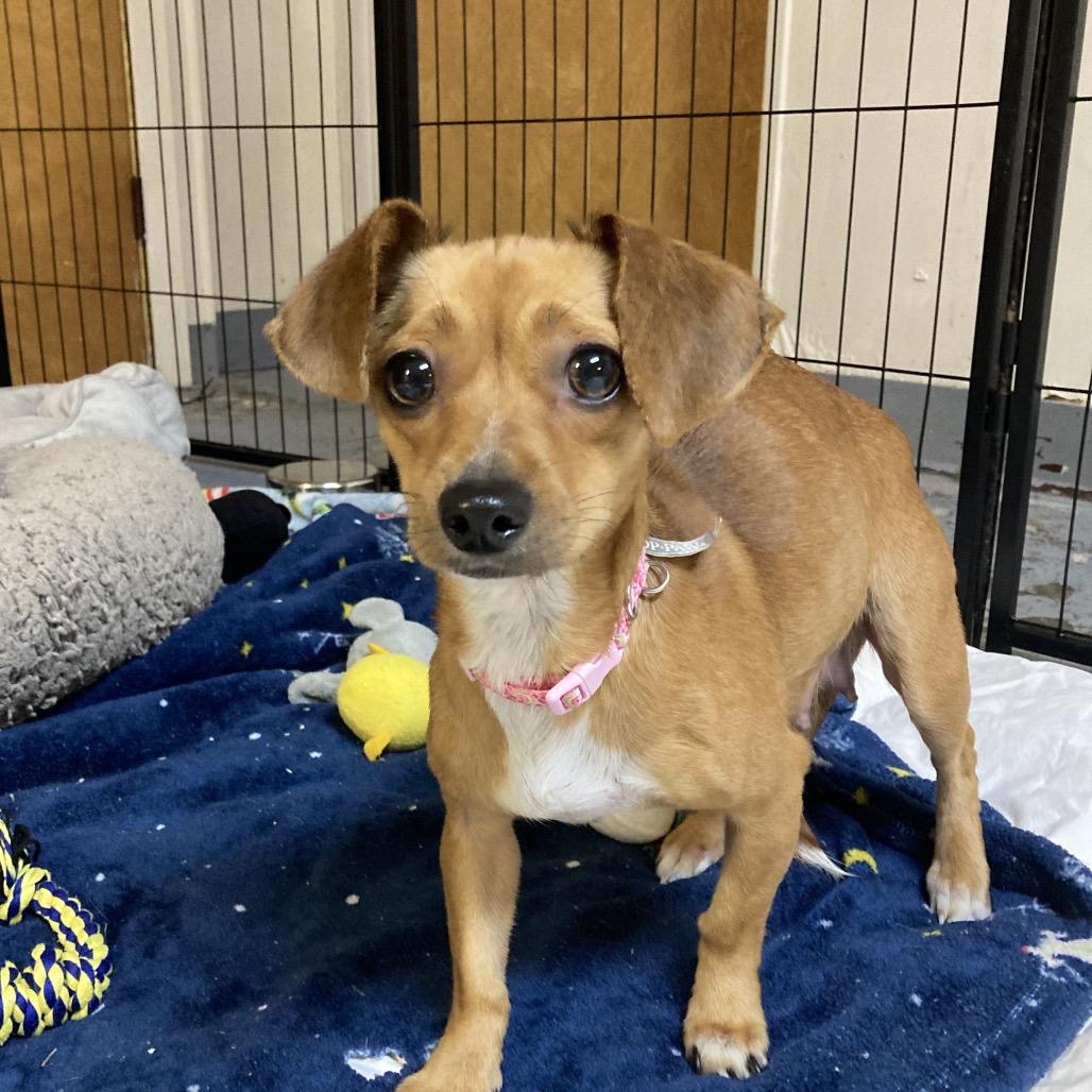 Enlarge Fortune Cookie, a Adoptable Chihuahua in Providence, RI image 5/6