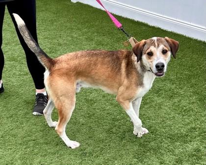 Jones, a ADOPTABLE mixed breed in Downers Grove, IL image 6/6