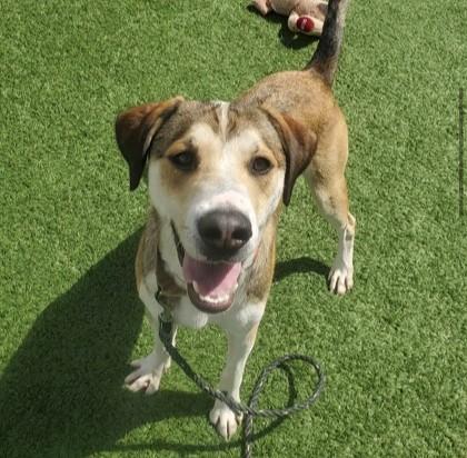 Jones, a ADOPTABLE mixed breed in Downers Grove, IL image 3/6