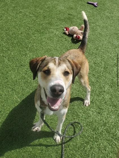 Jones, a ADOPTABLE mixed breed in Downers Grove, IL image 5/6