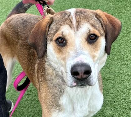 Jones, a ADOPTABLE mixed breed in Downers Grove, IL image 4/6