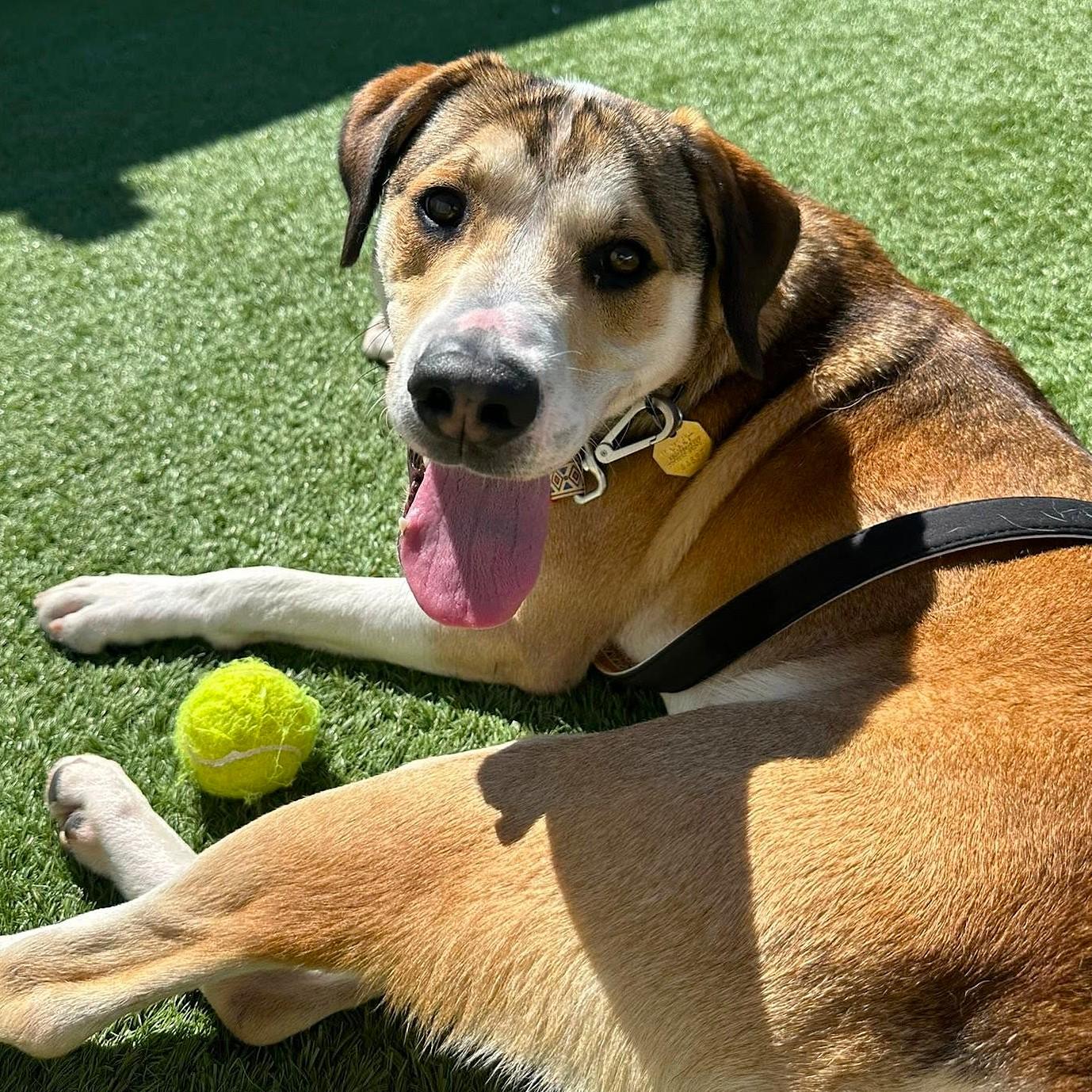 Jones, a ADOPTABLE mixed breed in Downers Grove, IL image 2/6
