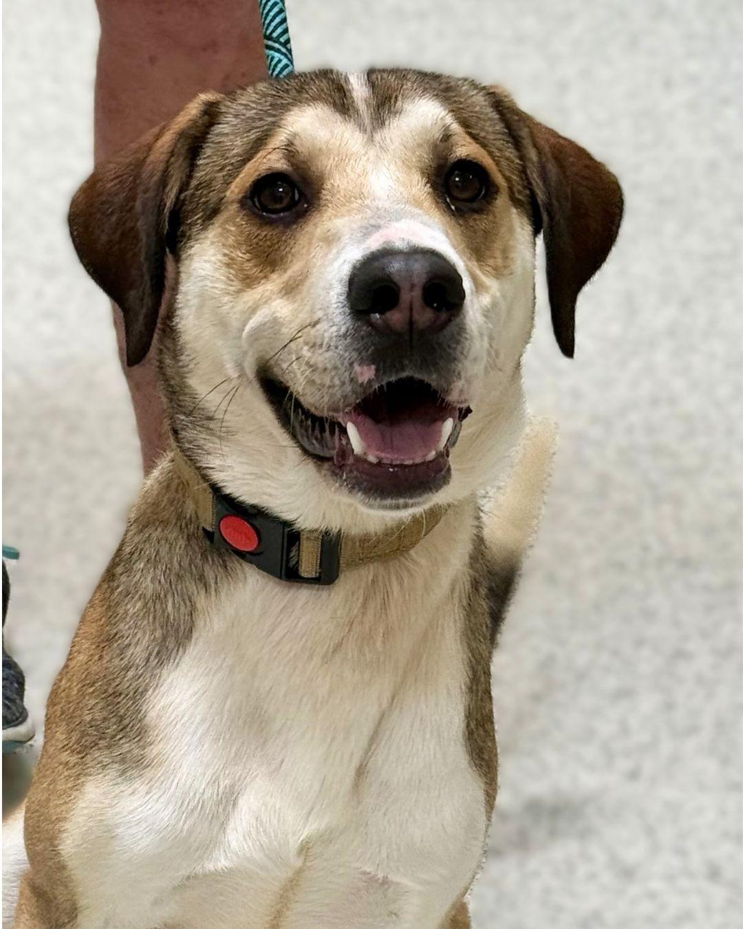 Jones, ADOPTABLE, Adult Male Husky.