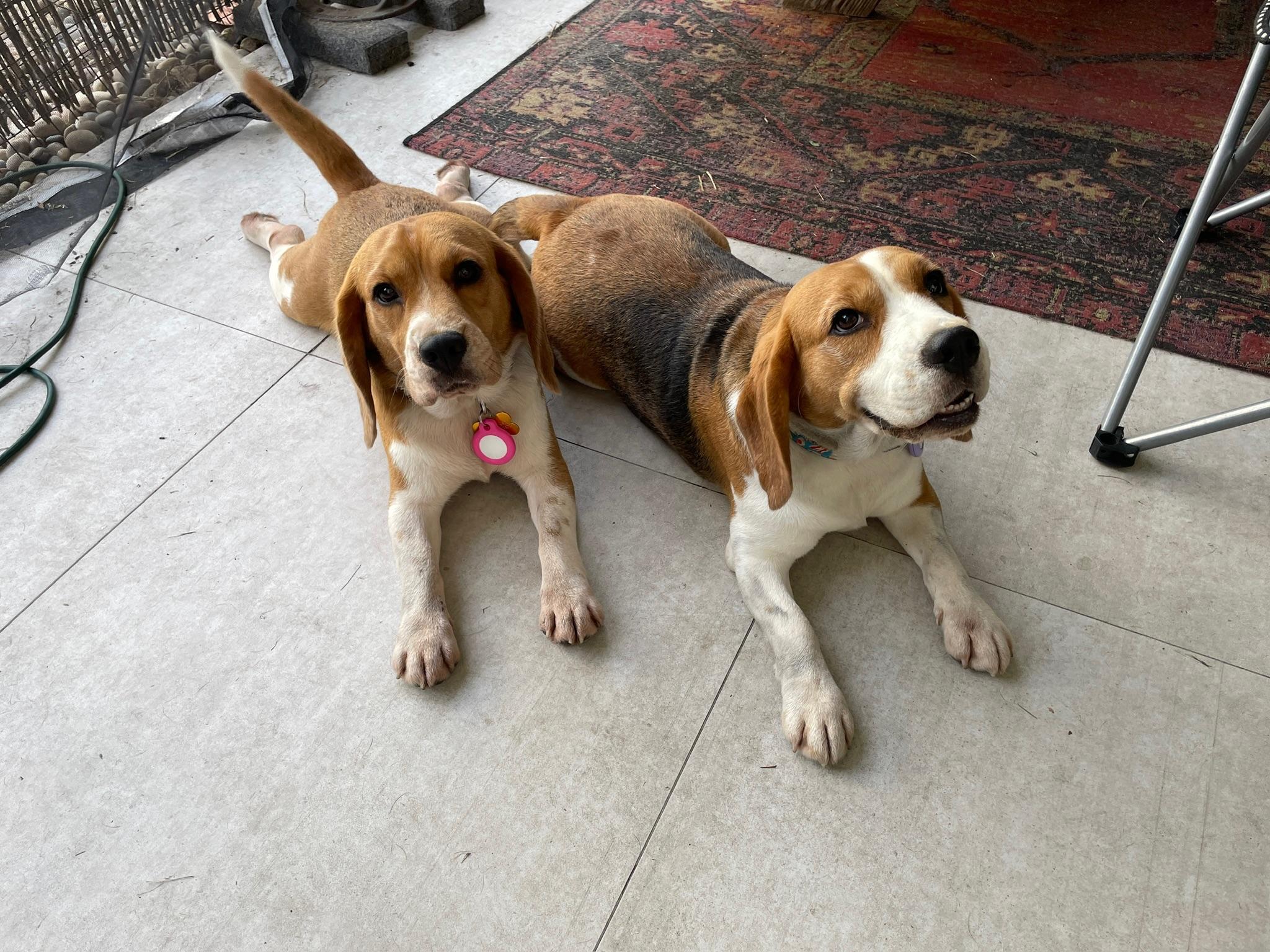 Enlarge Blossom, a ADOPTABLE Beagle in Miami, FL image 4/4