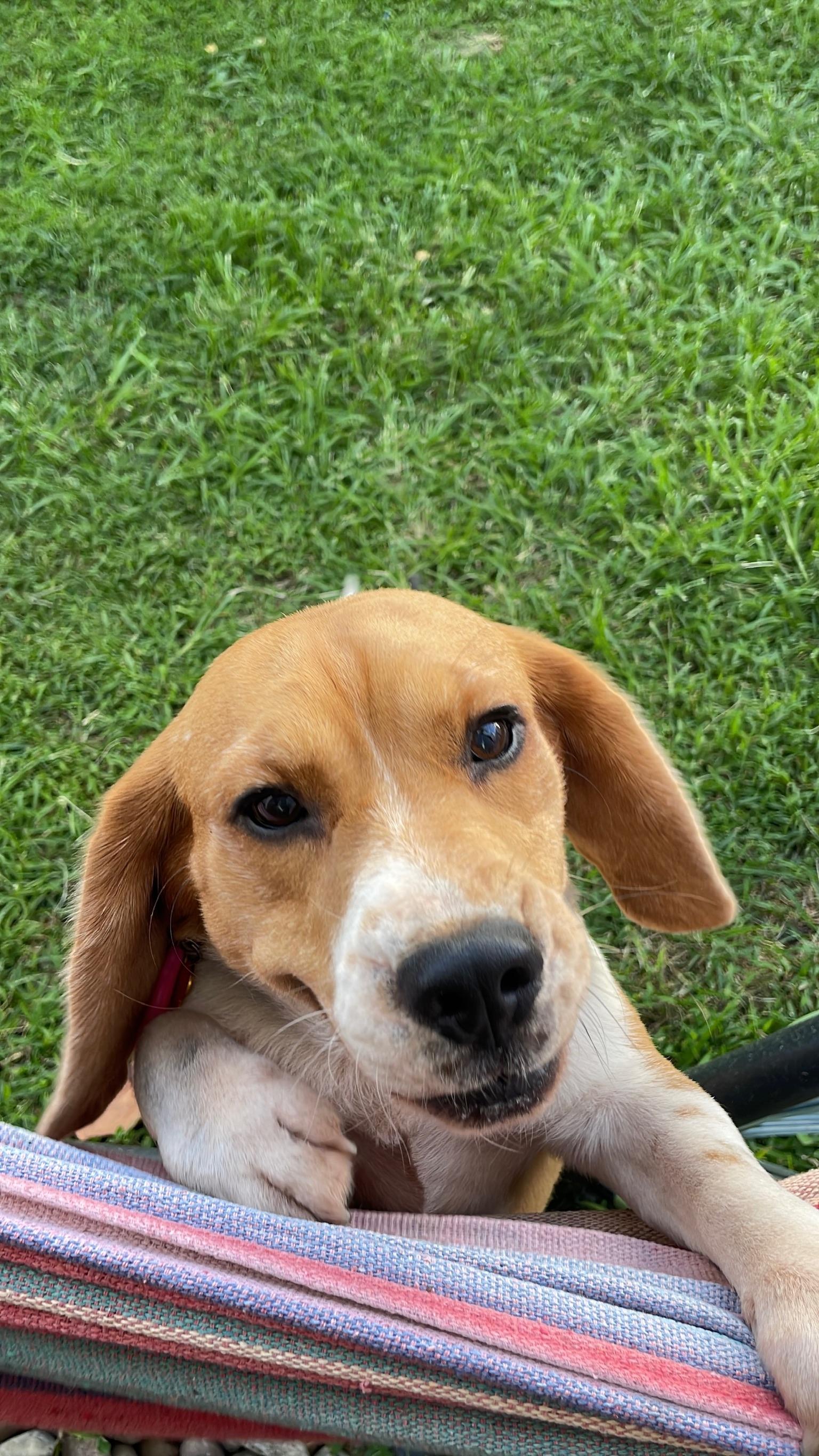 Enlarge Blossom, a ADOPTABLE Beagle in Miami, FL image 3/4