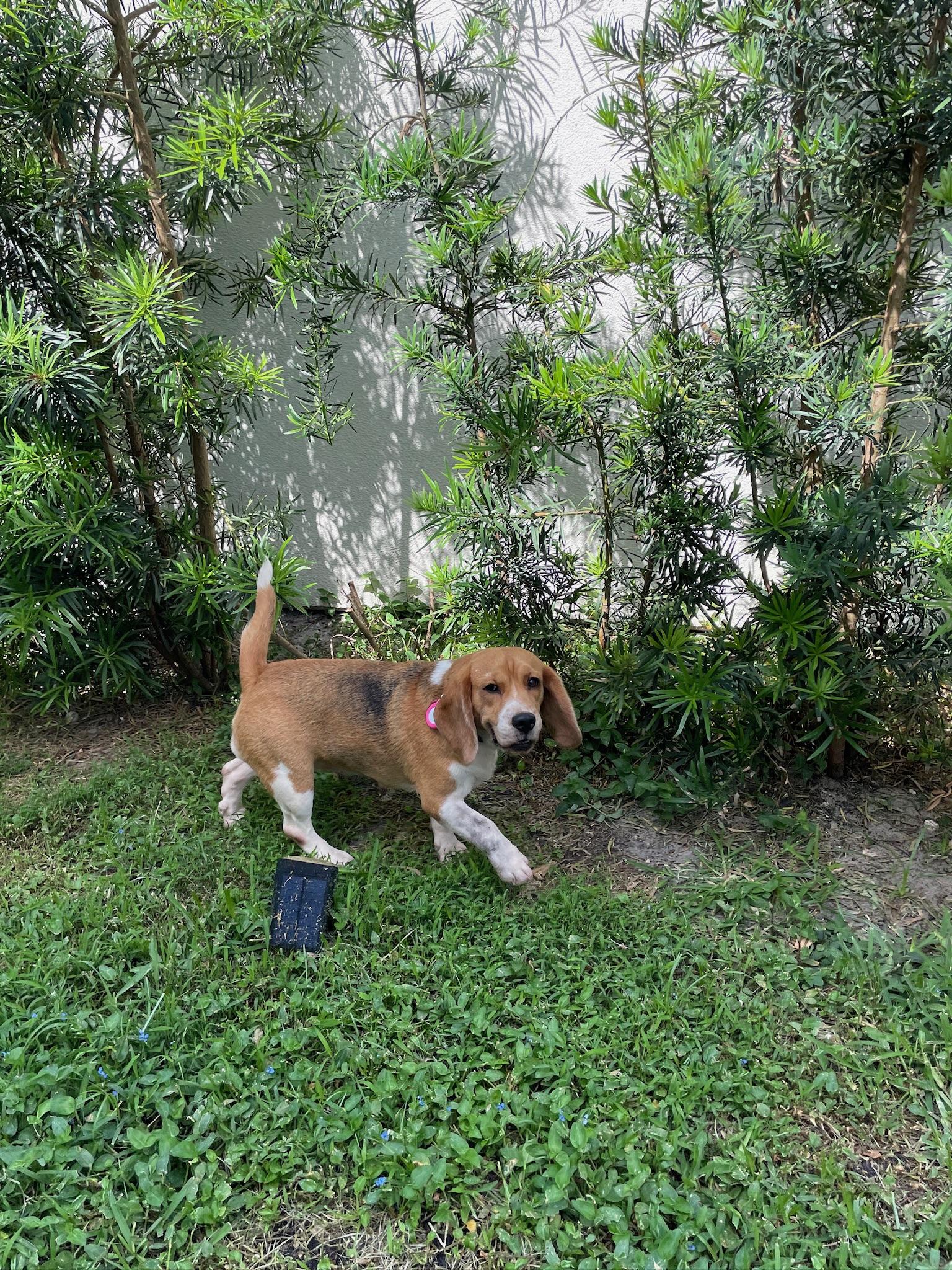 Enlarge Blossom, a ADOPTABLE Beagle in Miami, FL image 2/4