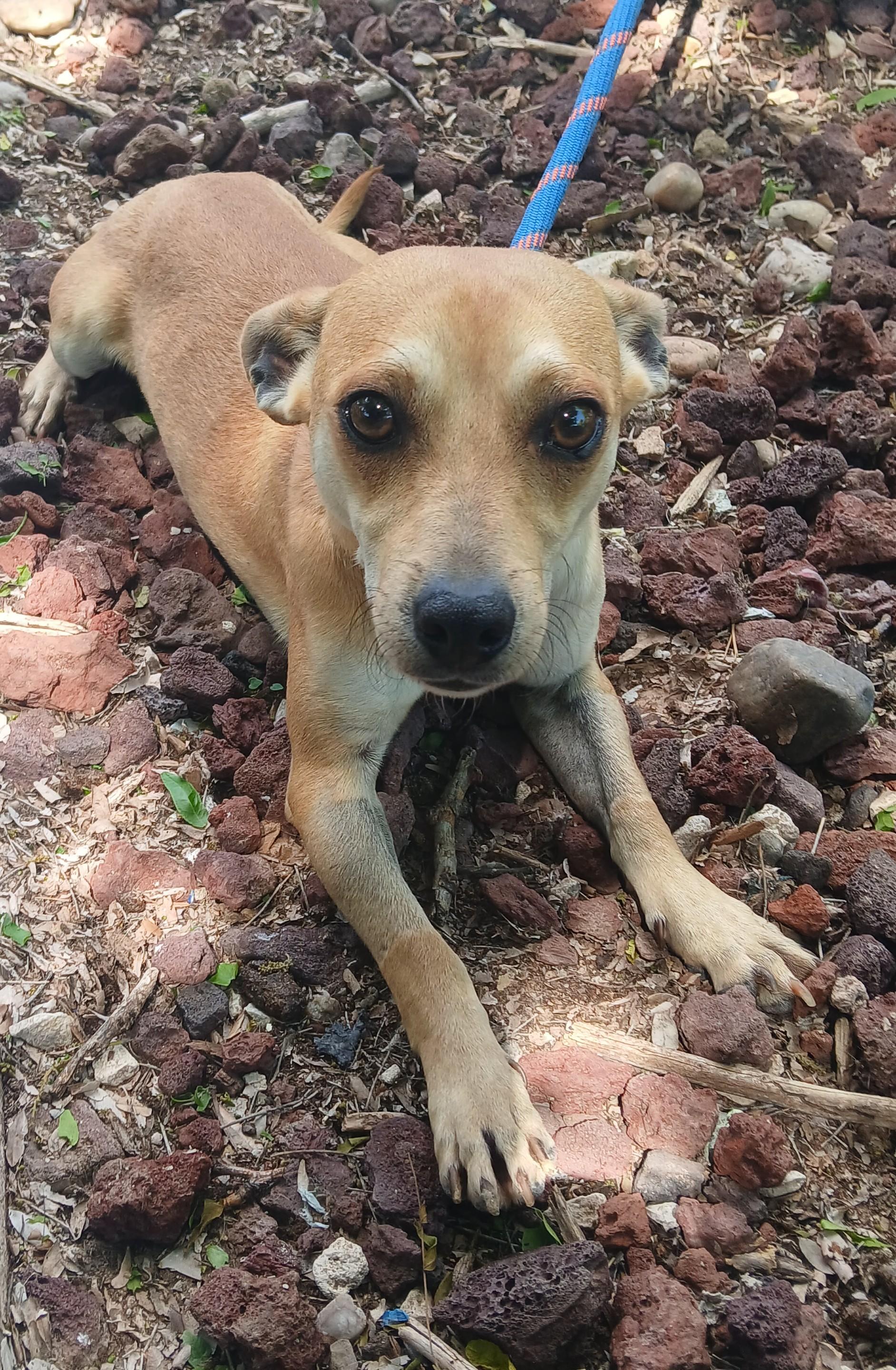 Bender, Adopted, Adult Male Chihuahua.