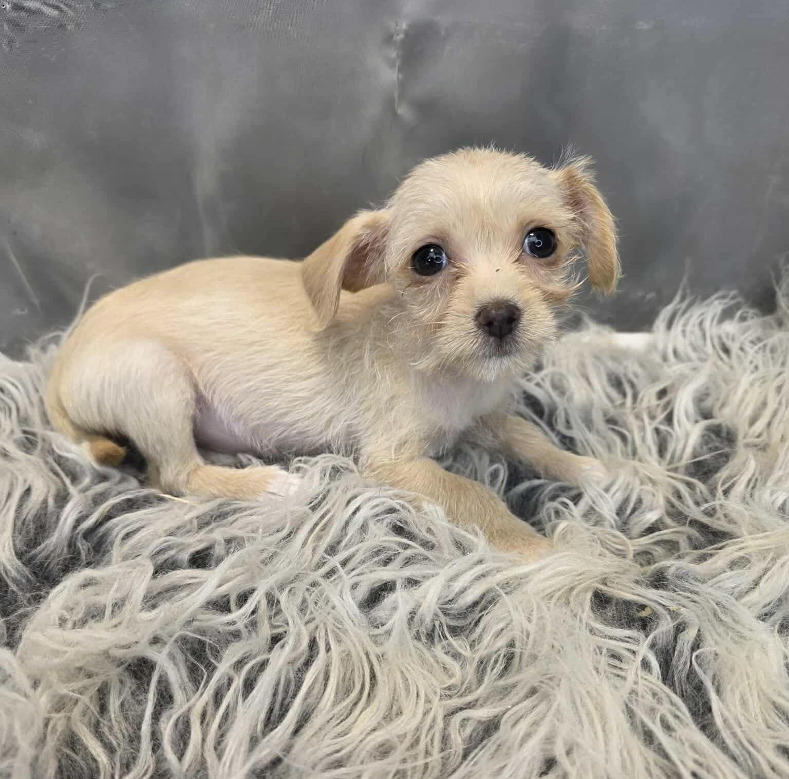 Enlarge Valentina, a Adoptable mixed breed in Hartford, CT image 2/6