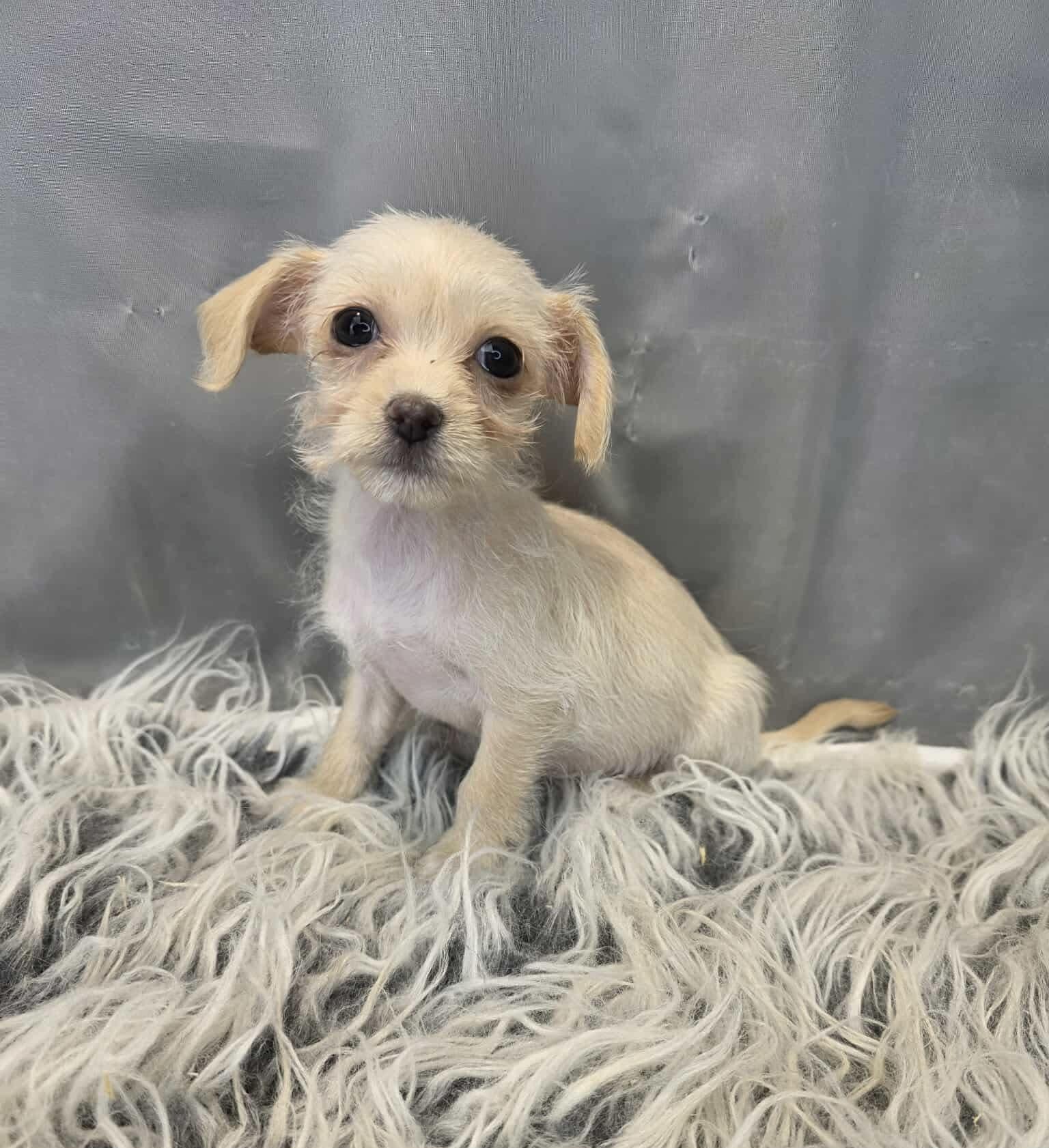 Enlarge Valentina, a Adoptable mixed breed in Hartford, CT image 4/6