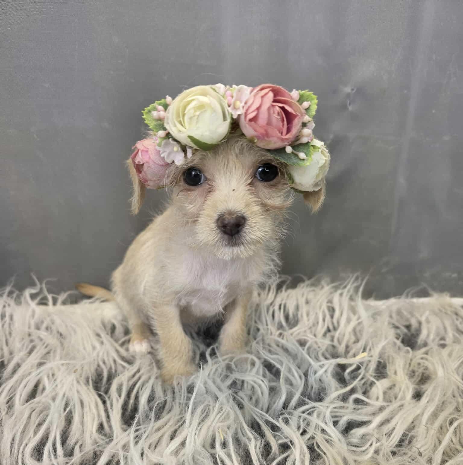 Enlarge Valentina, a Adoptable mixed breed in Hartford, CT image 1/6