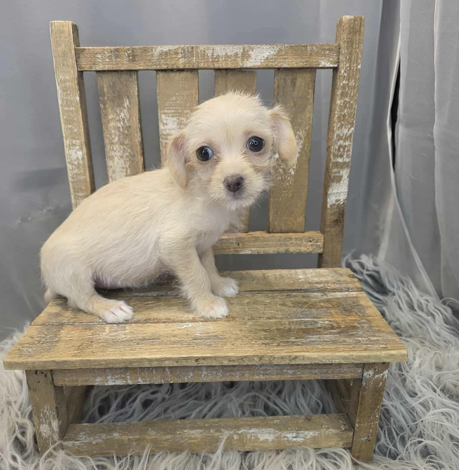 Enlarge Valentina, a Adoptable mixed breed in Hartford, CT image 6/6