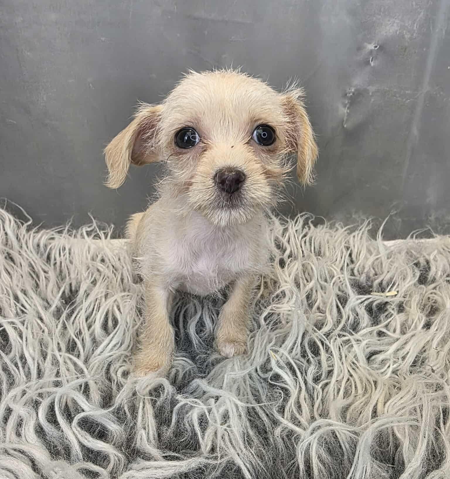 Enlarge Valentina, a Adoptable mixed breed in Hartford, CT image 5/6