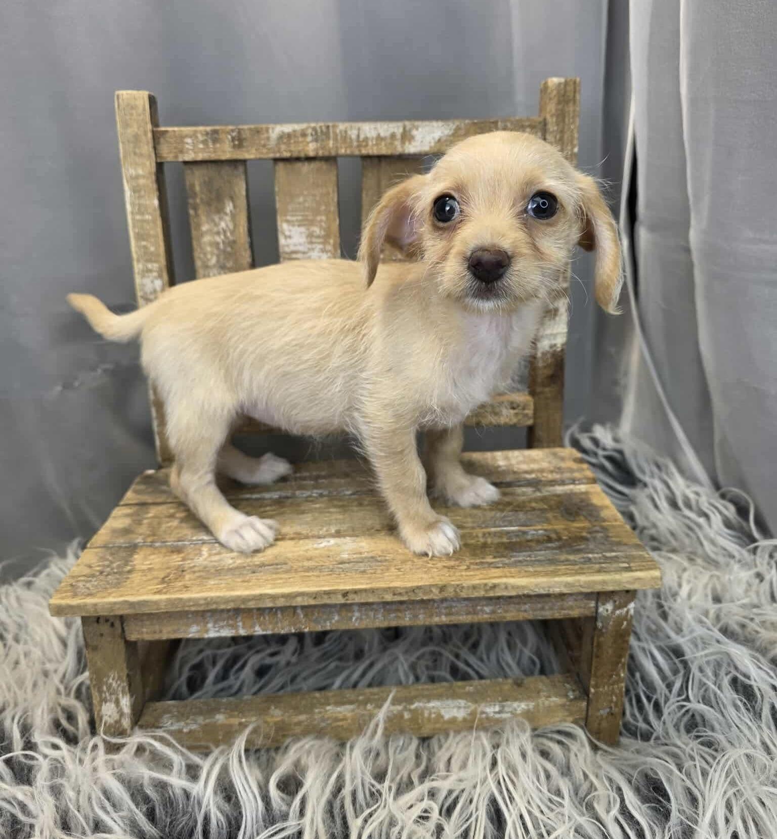 Enlarge Valentina, a Adoptable mixed breed in Hartford, CT image 3/6