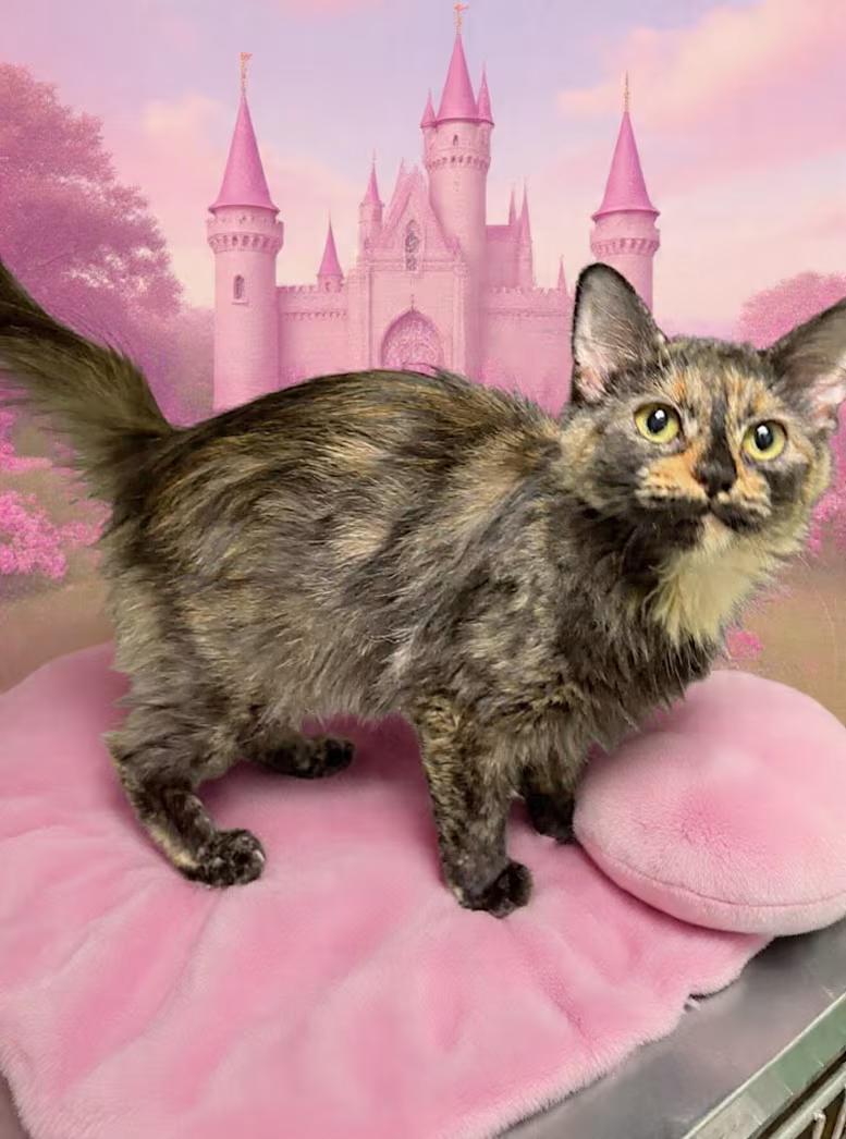Echo, an adopted mixed breed in Greensboro, NC image 4/4