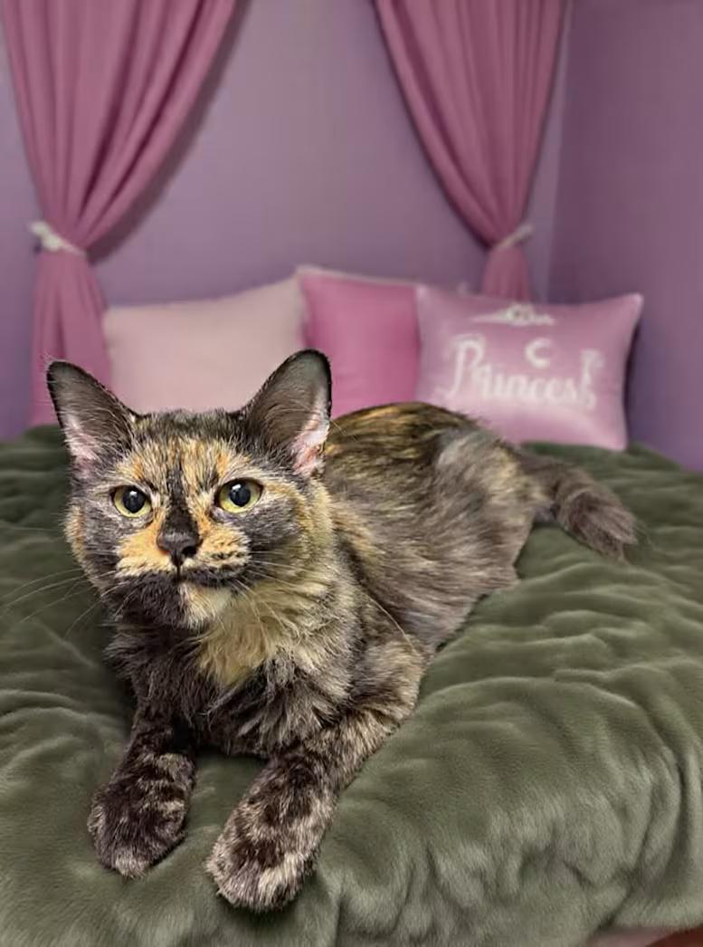 Echo, adopted, Young Female Domestic Medium Hair & Tortoiseshell.