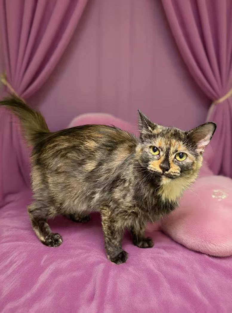 Echo, an adopted mixed breed in Greensboro, NC image 2/4