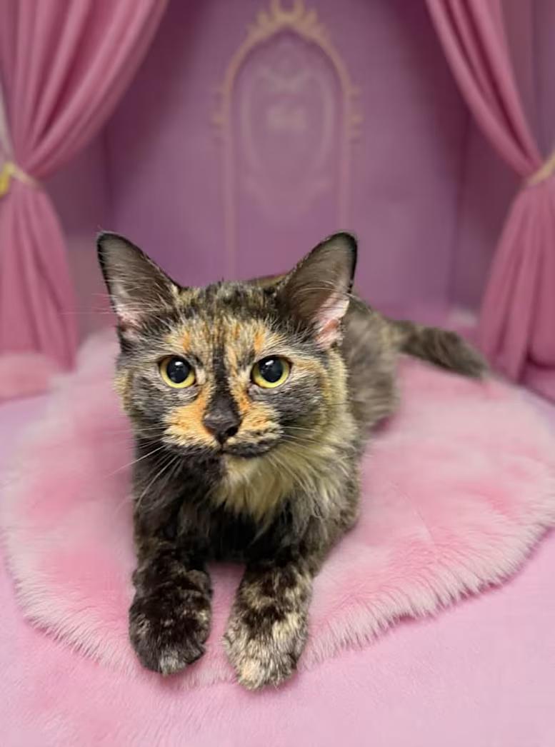 Echo, an adopted mixed breed in Greensboro, NC image 3/4
