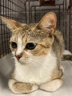GRACE, an adoptable Domestic Short Hair in Miami, FL_image-1