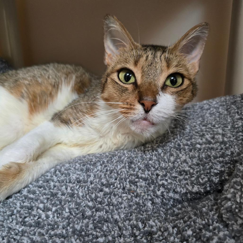 Baby, Adoptable, Adult Female Domestic Short Hair.