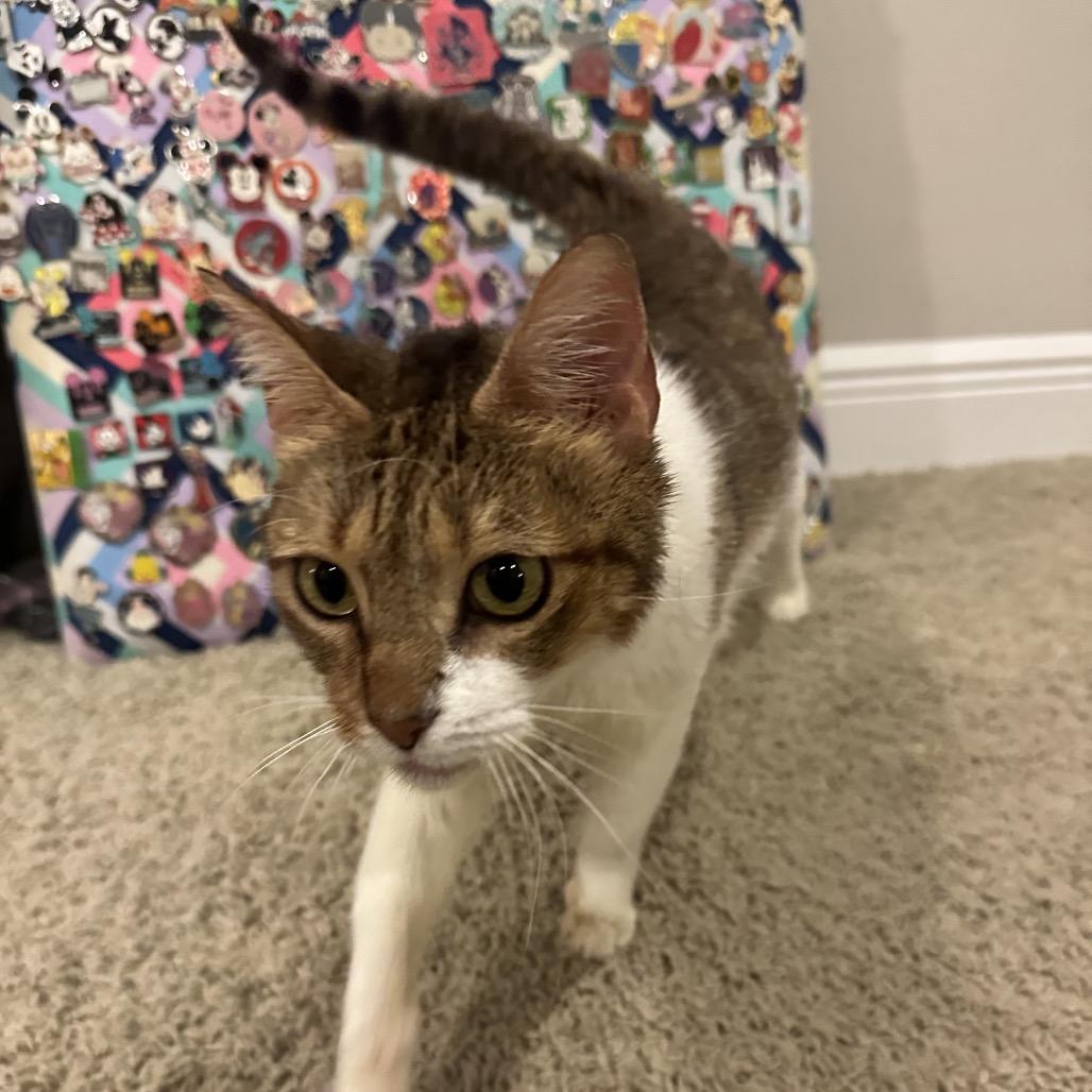 Enlarge Baby, a Adoptable Domestic Short Hair in Naples, FL image 2/2