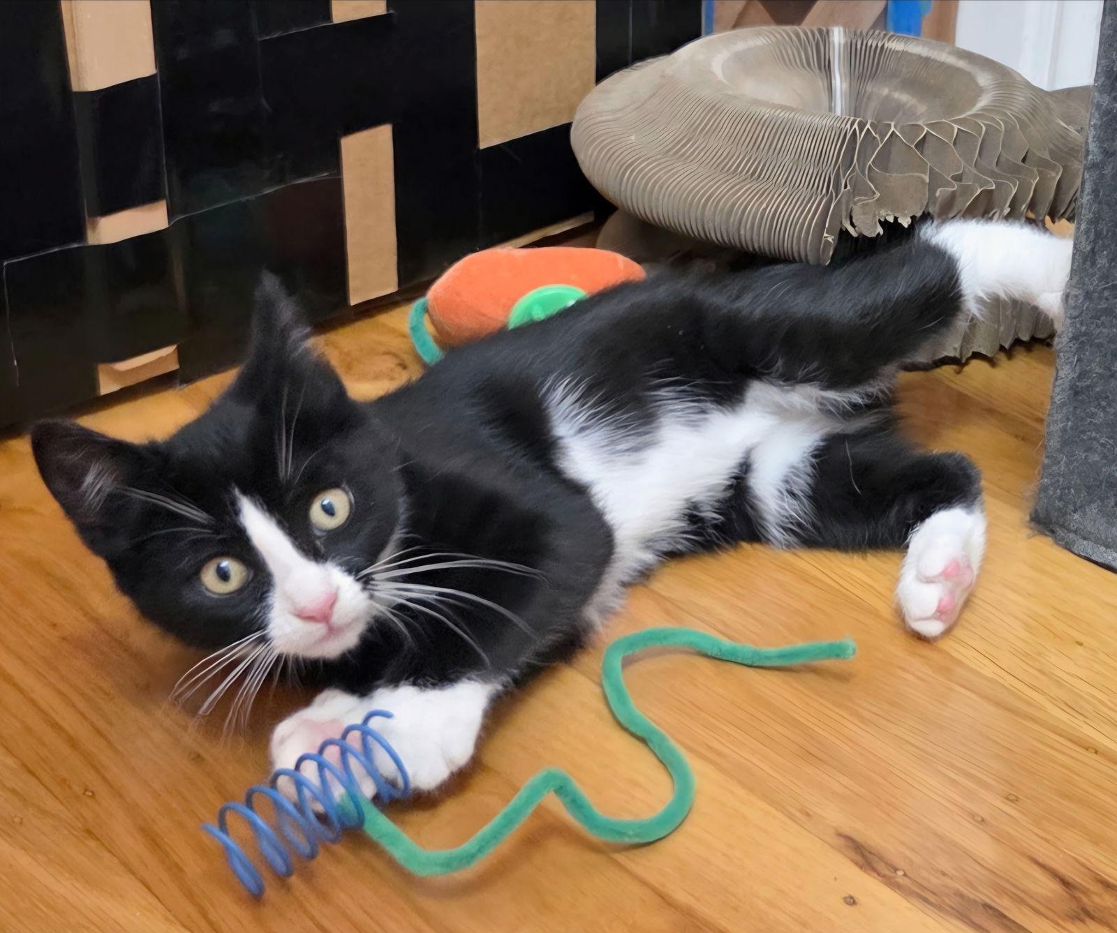 Enlarge Tigger, a Adoptable mixed breed in Campbell, CA image 1/2