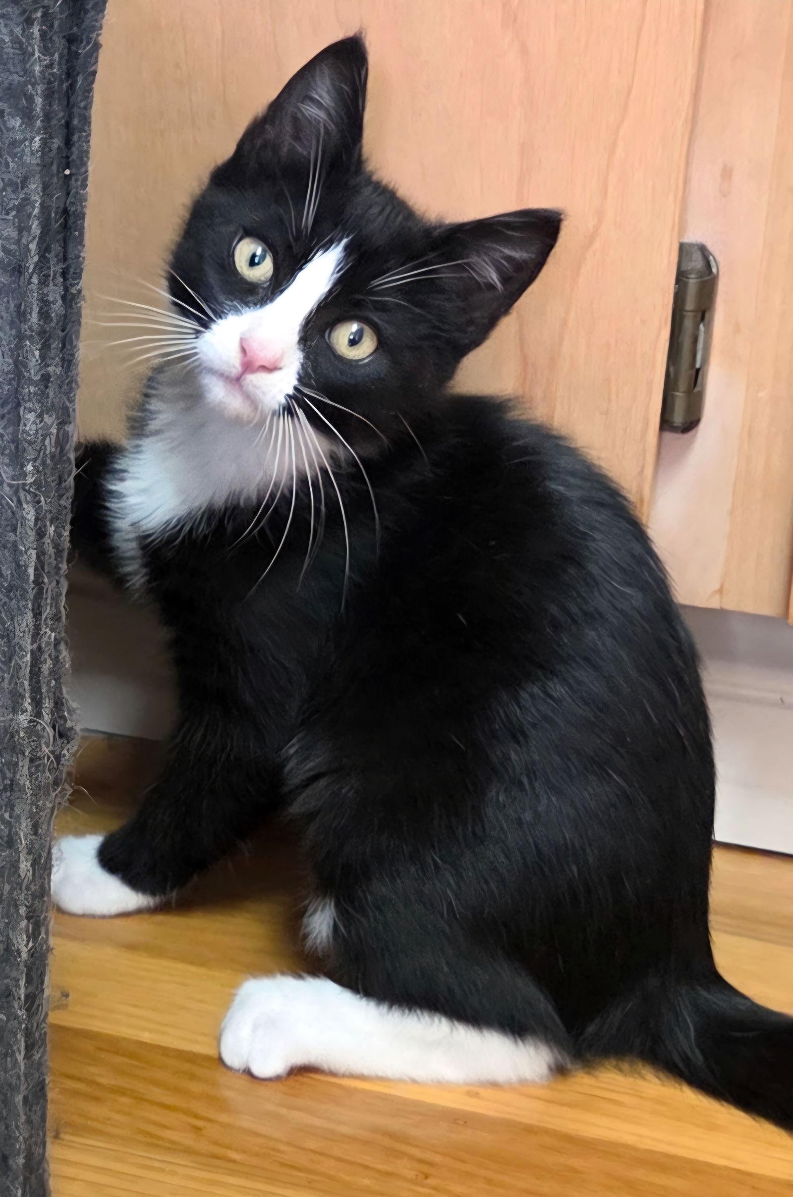 Enlarge Tigger, a Adoptable mixed breed in Campbell, CA image 2/2