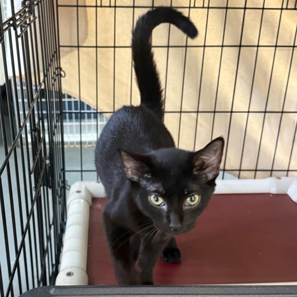 Jimmy Bag, Adoptable, Kitten Female Domestic Short Hair & Domestic Short Hair.