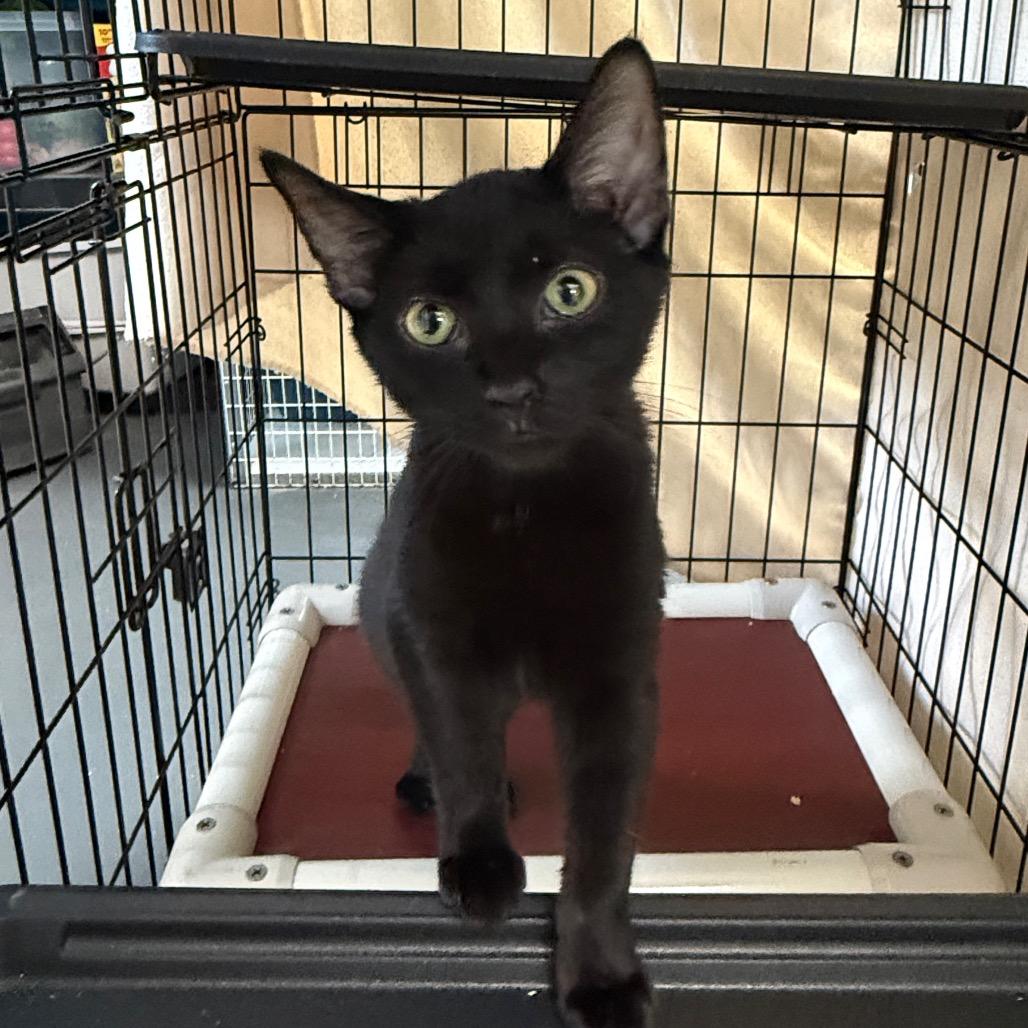 Enlarge Jimmy Bag, a Adoptable mixed breed in Troy, VA image 2/3