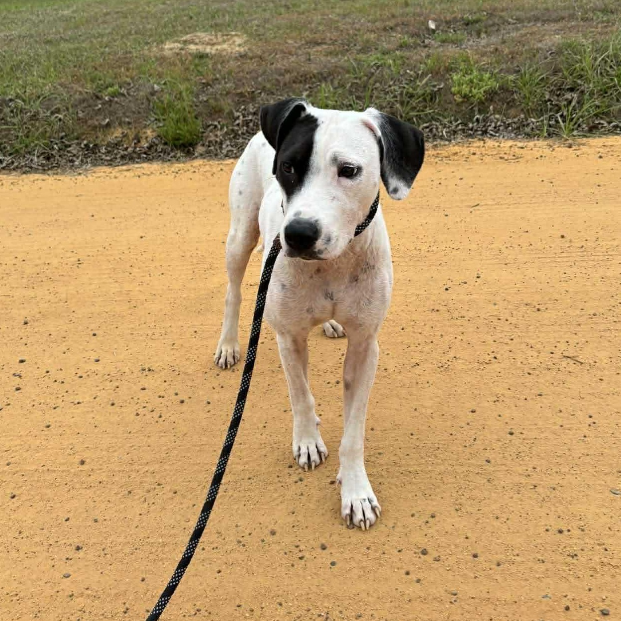 Enlarge Huntrix, a ADOPTABLE Dalmatian in Brooklyn, NY image 4/6