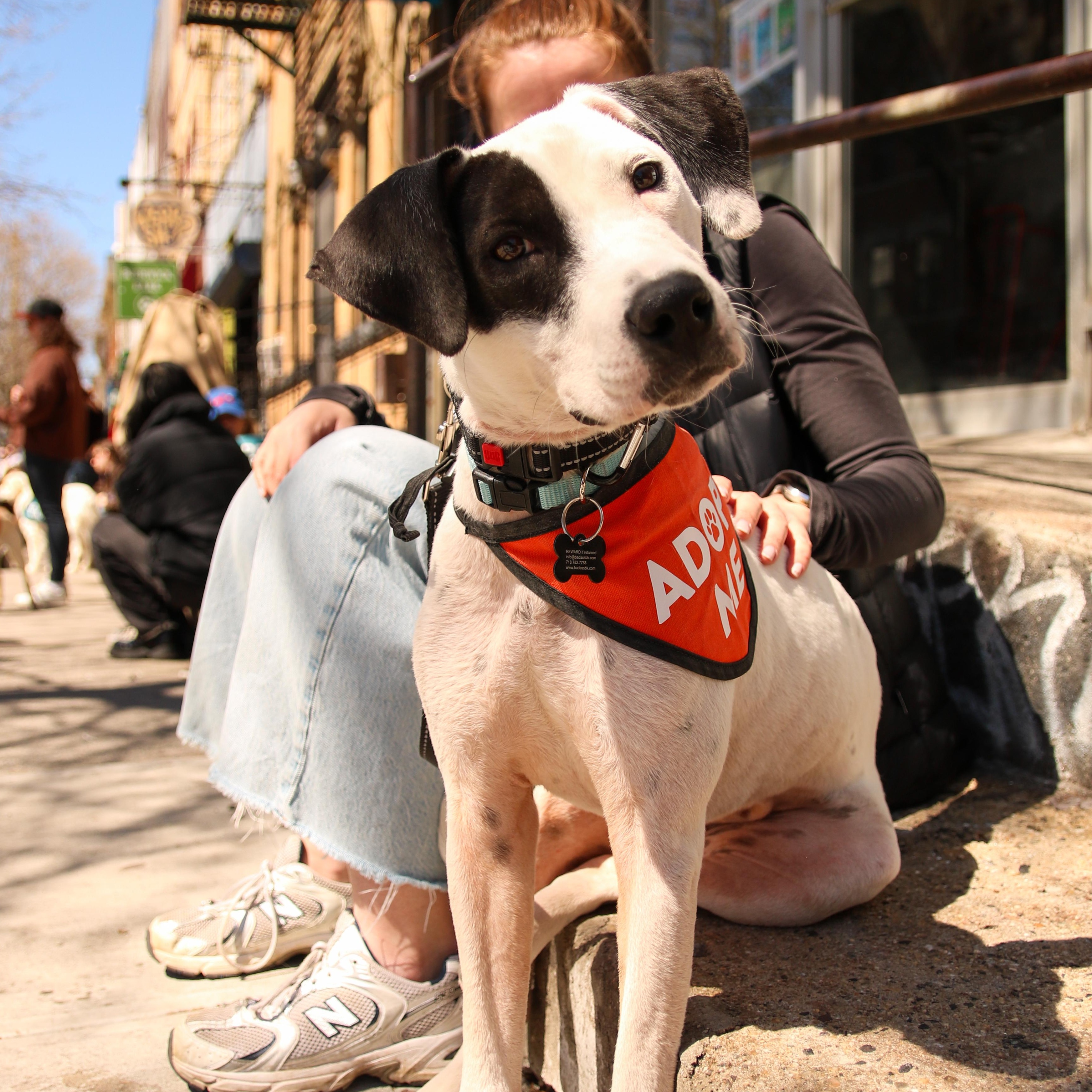 Enlarge Huntrix, a ADOPTABLE Dalmatian in Brooklyn, NY image 2/6