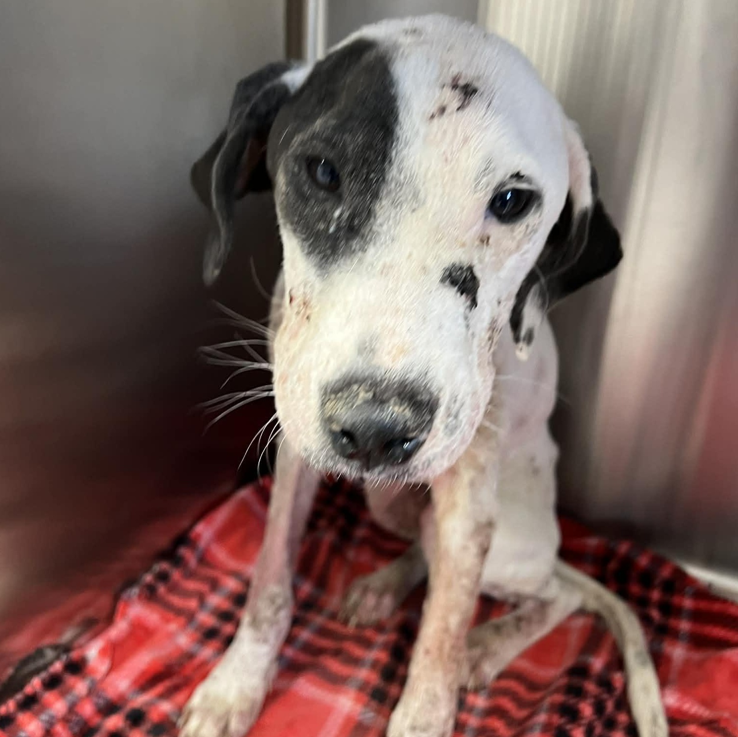 Enlarge Huntrix, a ADOPTABLE Dalmatian in Brooklyn, NY image 2/2