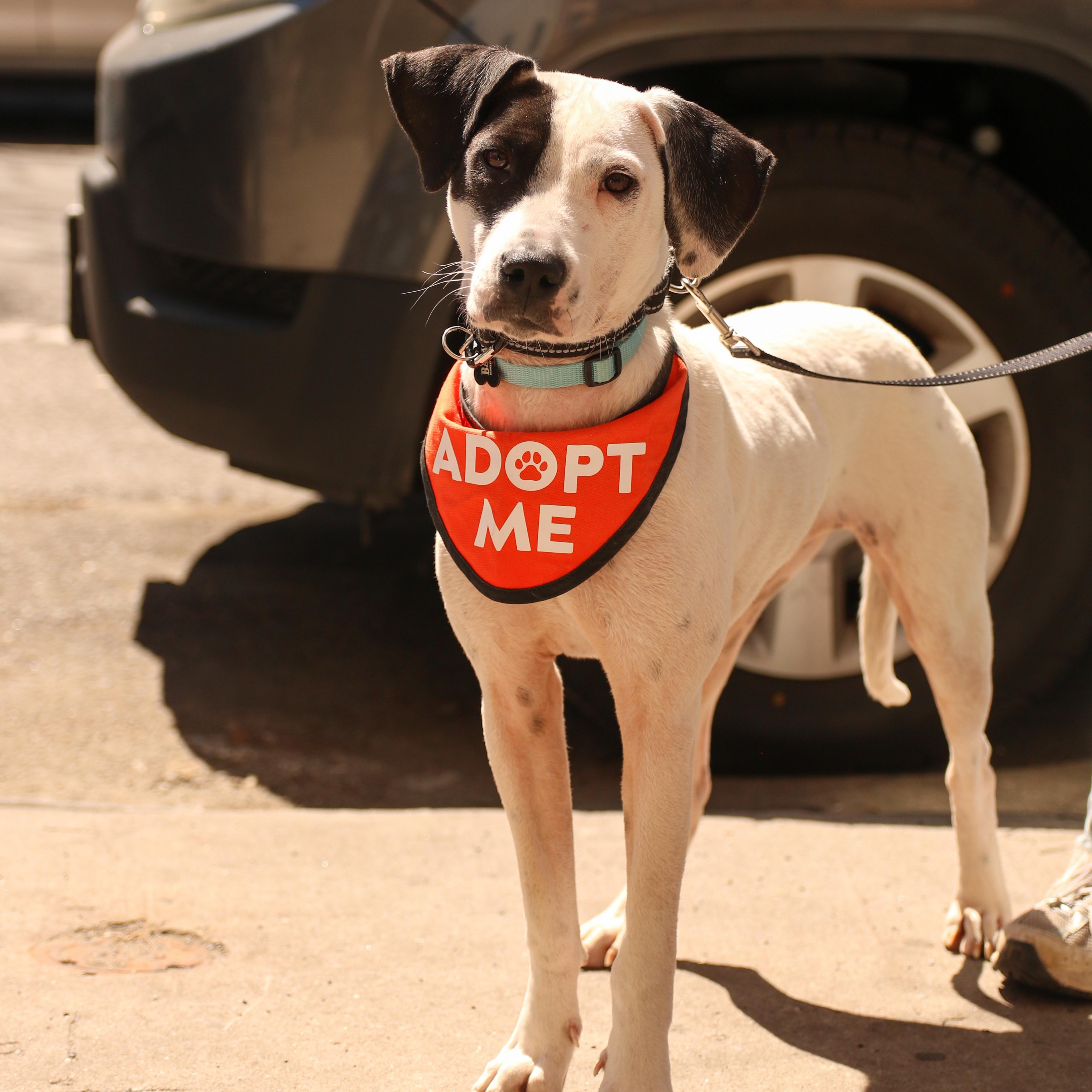 Enlarge Huntrix, a ADOPTABLE Dalmatian in Brooklyn, NY image 6/6