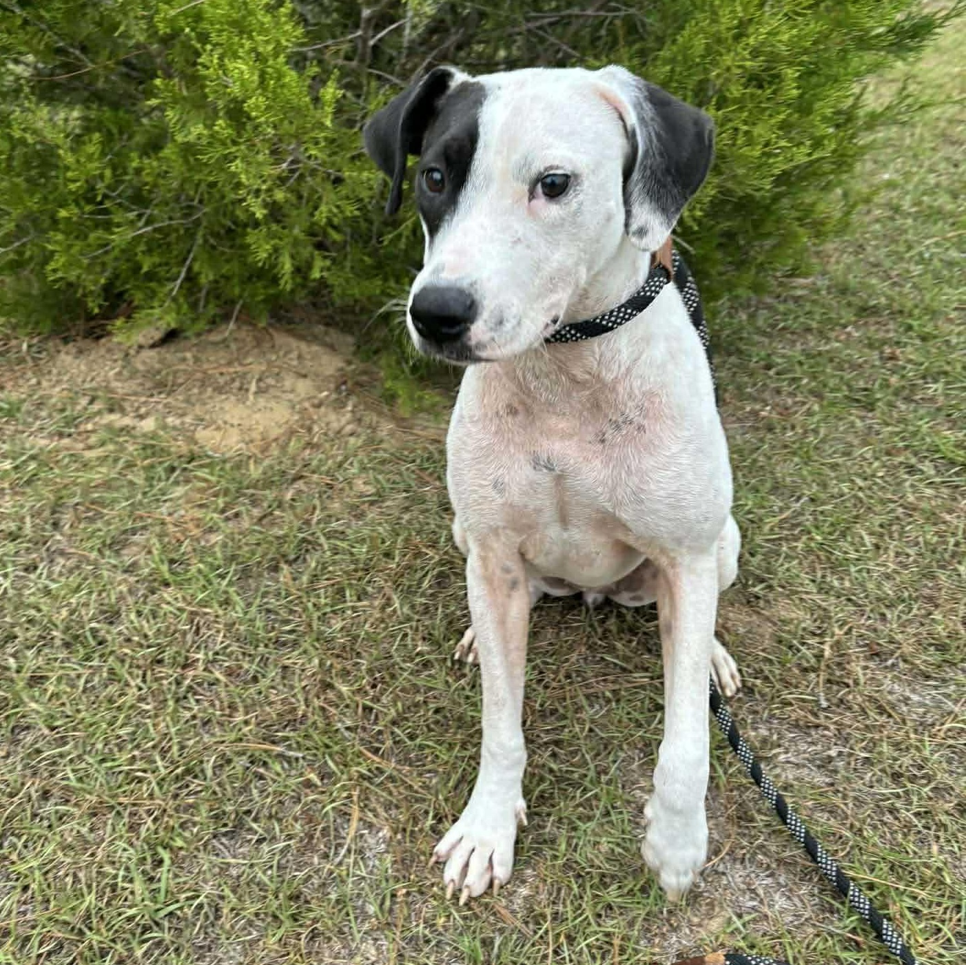 Enlarge Huntrix, a ADOPTABLE Dalmatian in Brooklyn, NY image 3/6