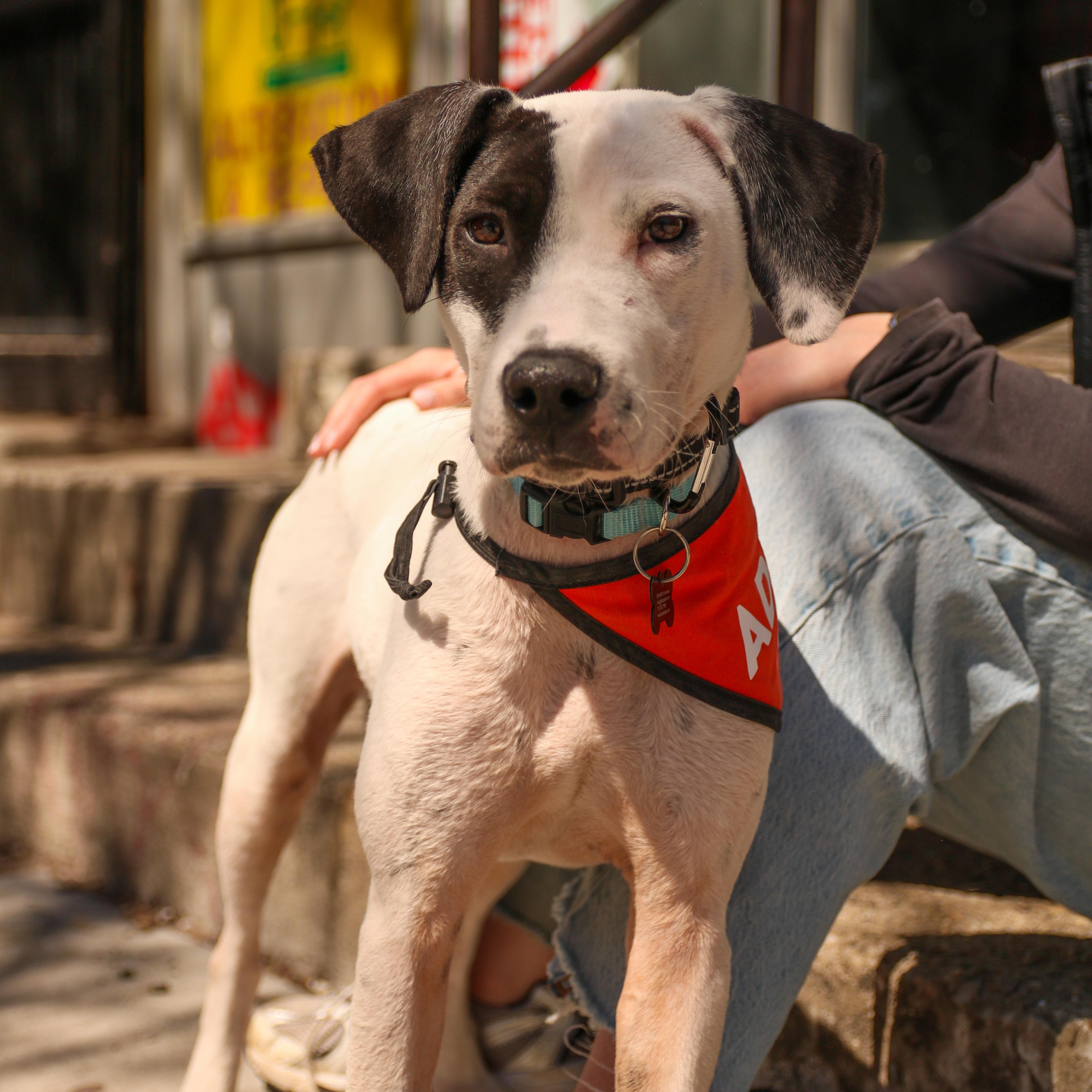 Enlarge Huntrix, a ADOPTABLE Dalmatian in Brooklyn, NY image 1/6