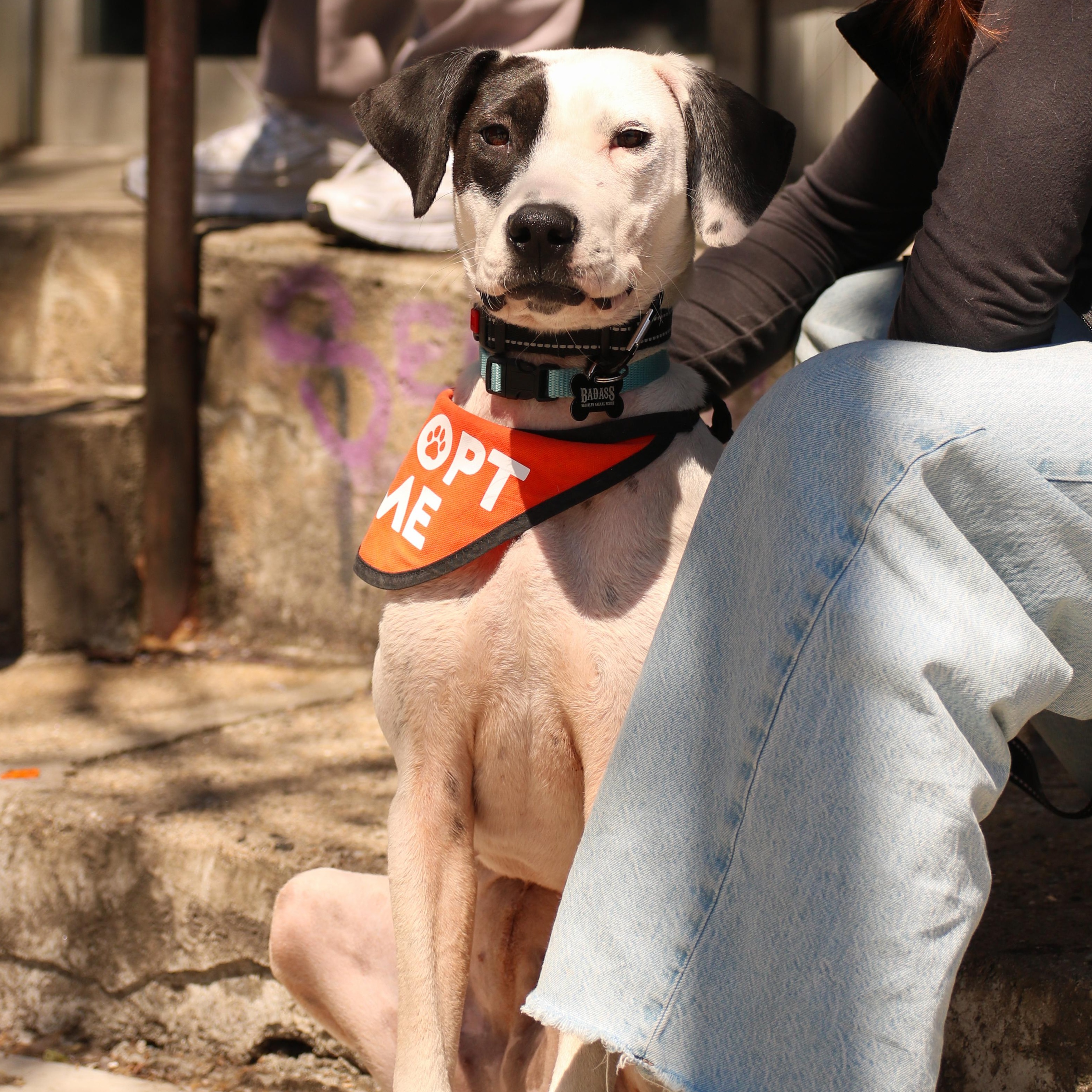 Enlarge Huntrix, a ADOPTABLE Dalmatian in Brooklyn, NY image 5/6