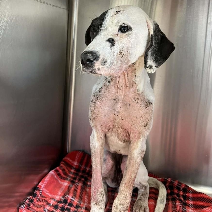 Enlarge Huntrix, a ADOPTABLE Dalmatian in Brooklyn, NY image 1/2