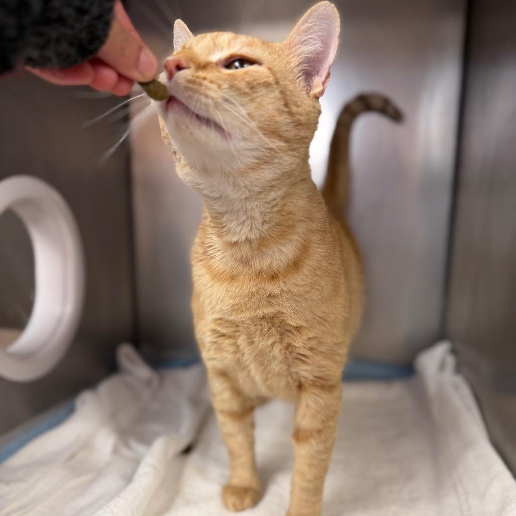"MUFASA", a Adoptable Domestic Short Hair in Conshohocken, PA image 1/4