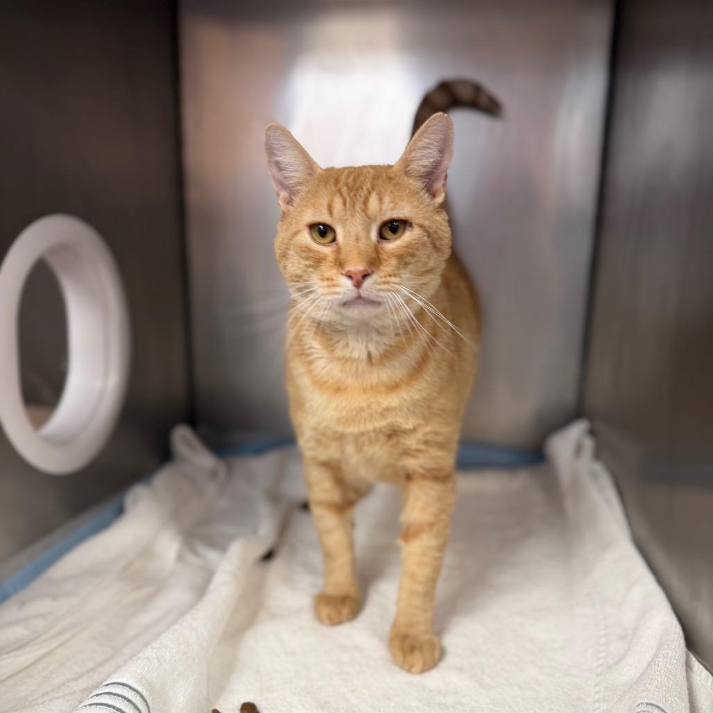 "MUFASA", a Adoptable Domestic Short Hair in Conshohocken, PA image 2/4