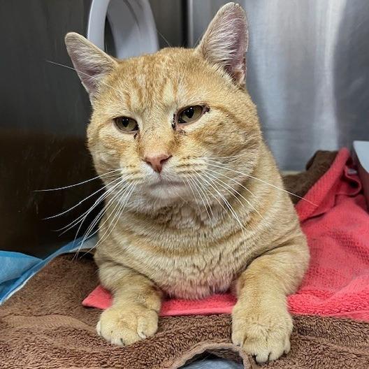 "MUFASA", a Adoptable Domestic Short Hair in Conshohocken, PA image 3/4