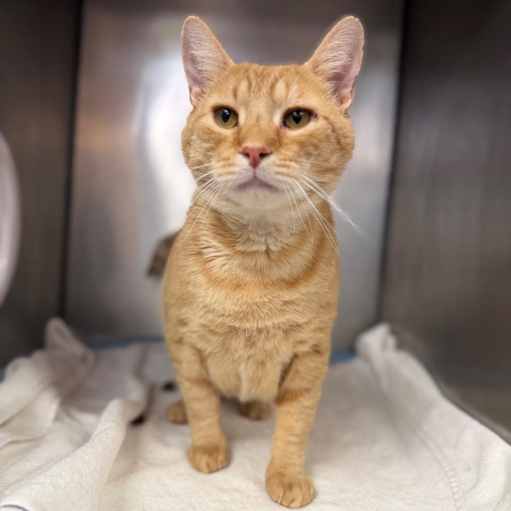 "MUFASA", a Adoptable Domestic Short Hair in Conshohocken, PA image 4/4