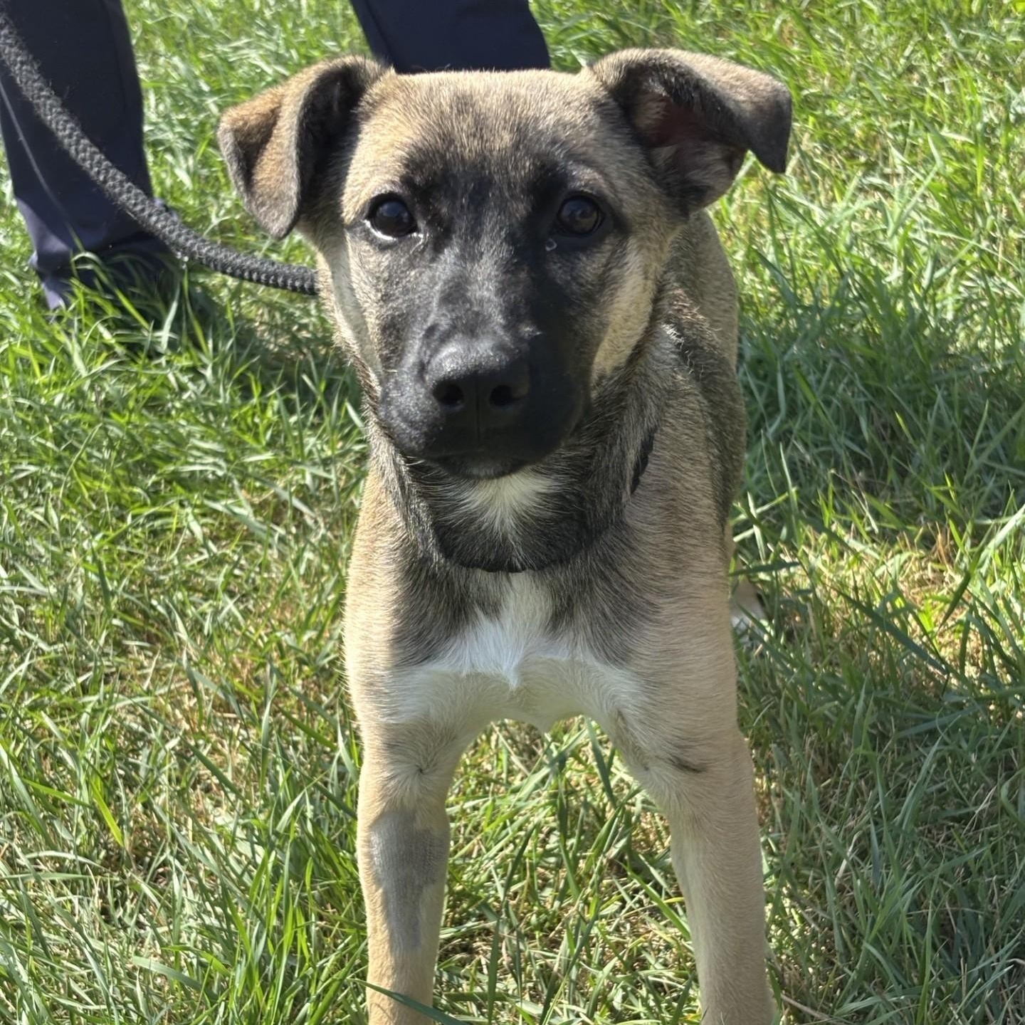 Enlarge Nobara, an adoptable mixed breed in Winnipeg, MB image 3/5