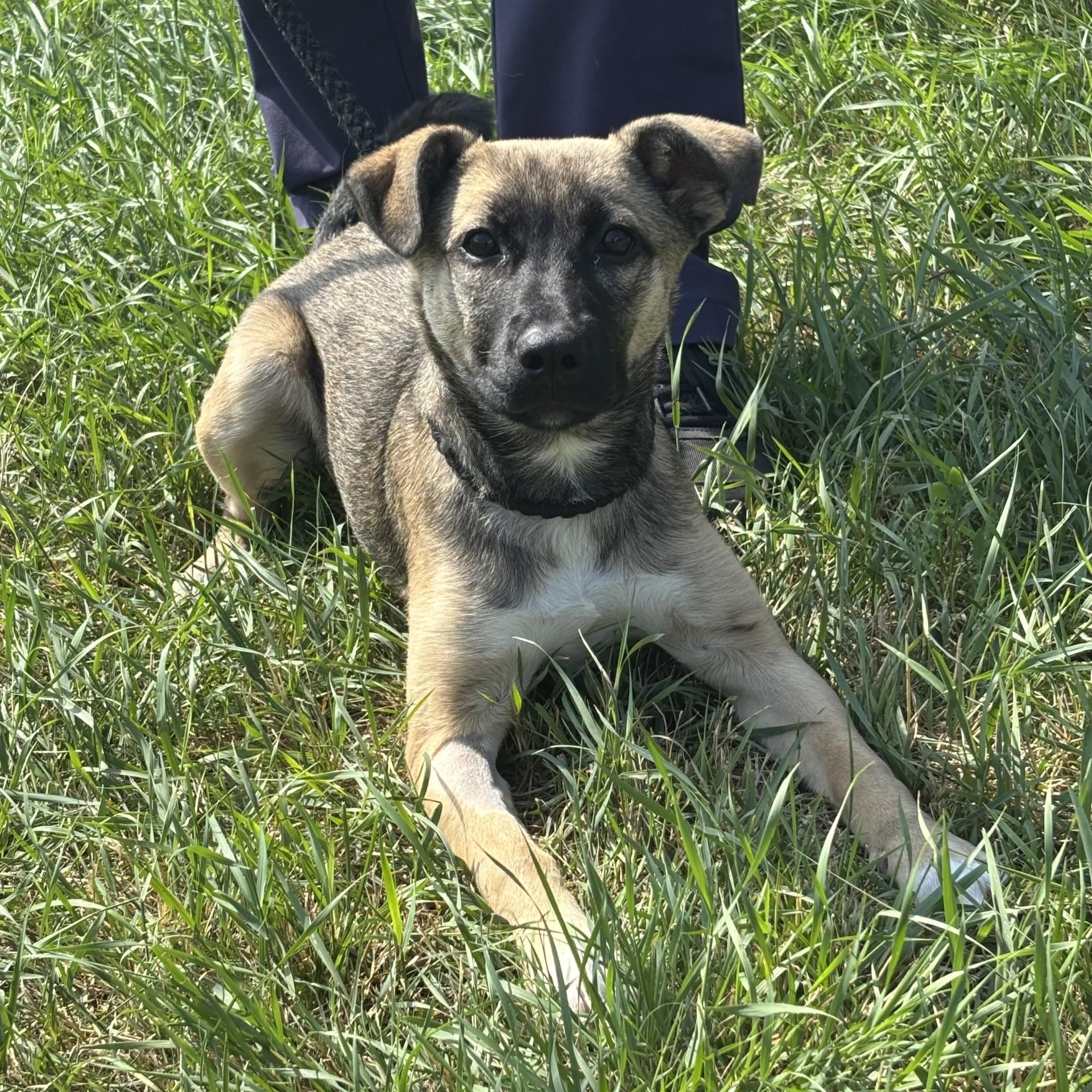 Enlarge Nobara, an adoptable mixed breed in Winnipeg, MB image 5/5