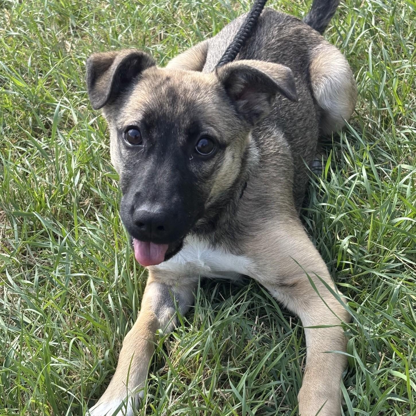 Enlarge Nobara, an adoptable mixed breed in Winnipeg, MB image 1/5
