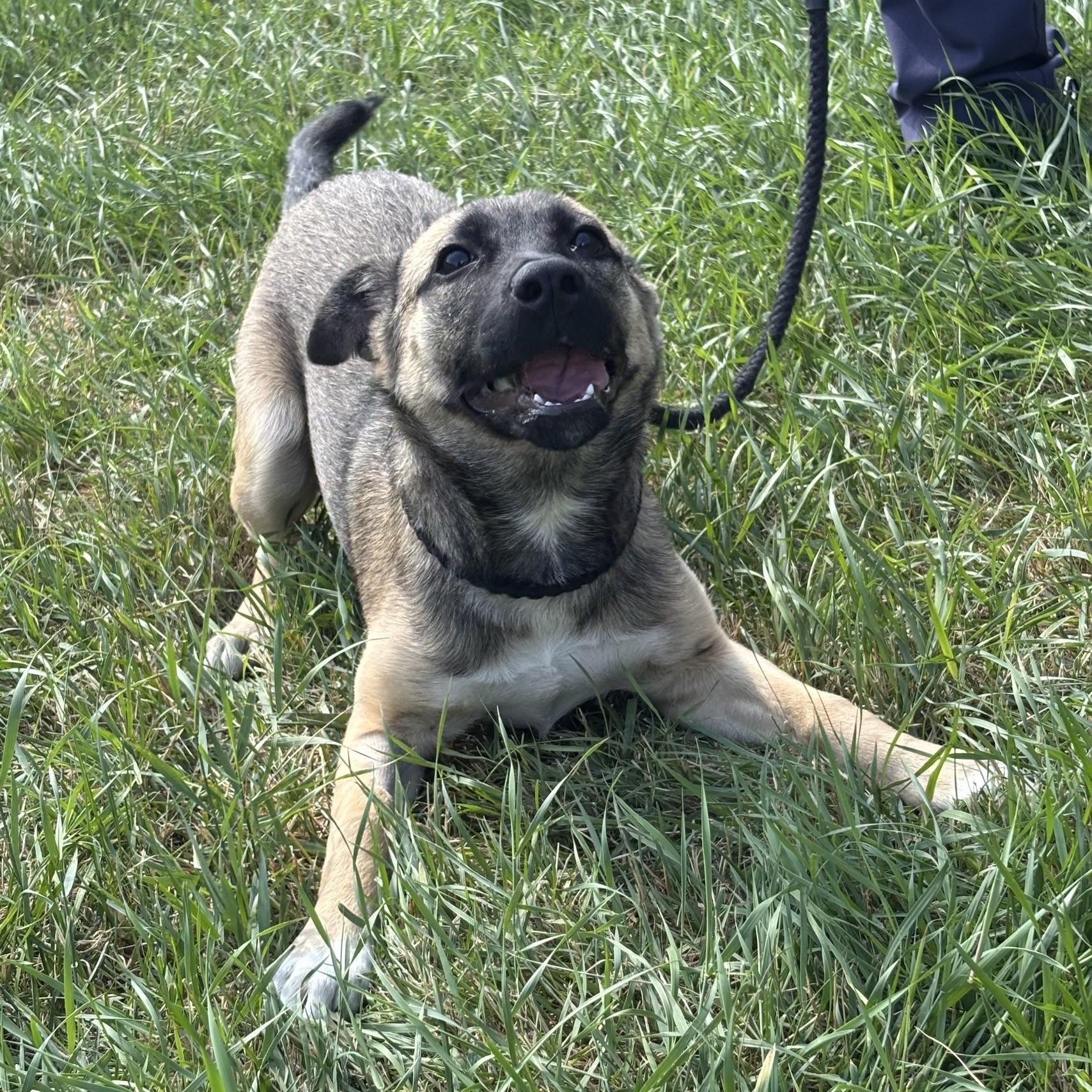 Enlarge Nobara, an adoptable mixed breed in Winnipeg, MB image 2/5