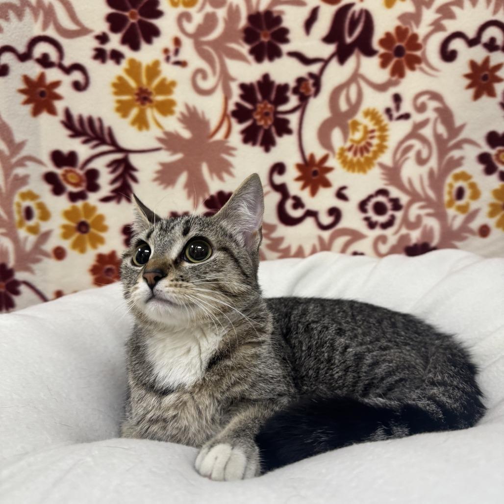 Belinda, Adoptable, Adult Female Domestic Short Hair.