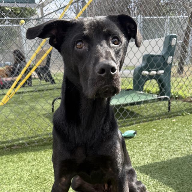 Enlarge GOKU, a Adoptable Mixed Breed in Columbia, SC image 1/1