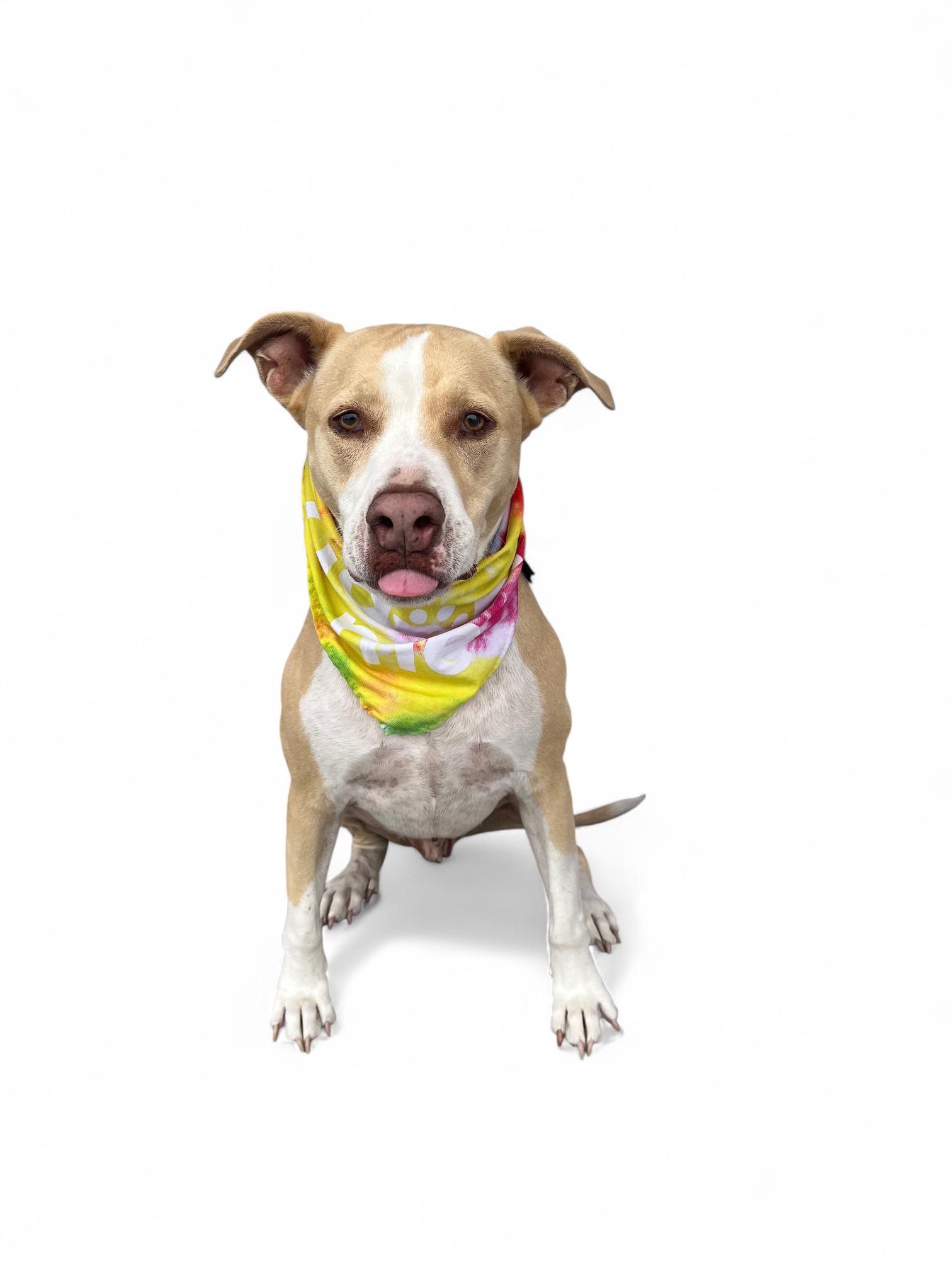 Ferris-ADOPT Me!!, a Adoptable mixed breed in Redondo Beach, CA image 1/4