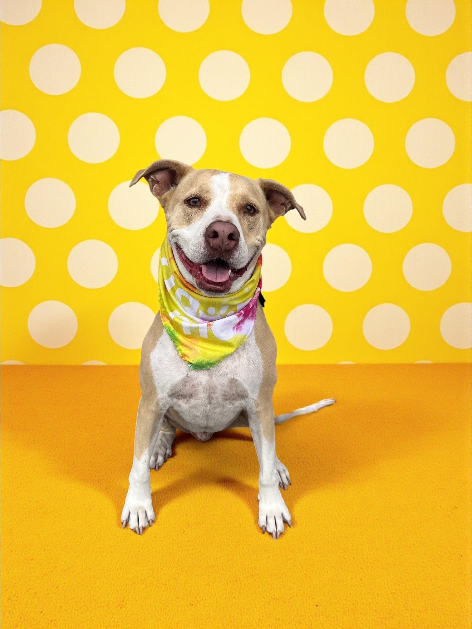 Ferris-ADOPT Me!!, a Adoptable mixed breed in Redondo Beach, CA image 2/4